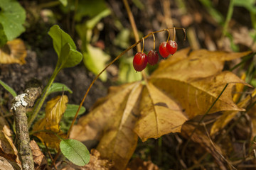 Red berries of the Lily of the valley in the autumn