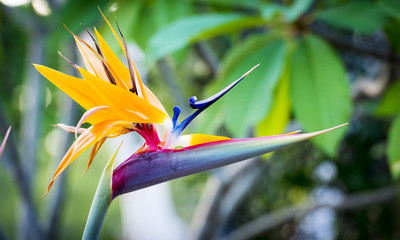 Fototapeta na wymiar Bird Of Paradise Plant