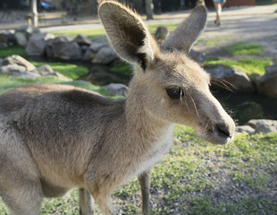 Kangaroo closeup