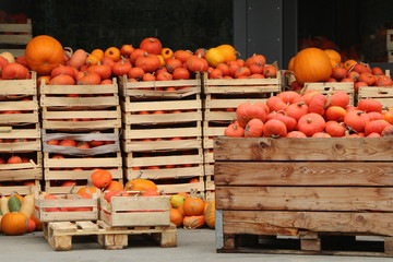 Pumpkin for Sale, Kürbisverkauf