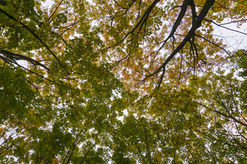 Autumn fall trees in forest with brown branches and yellow orange green leaves in park on a sunny day outdoor background image from bottom view