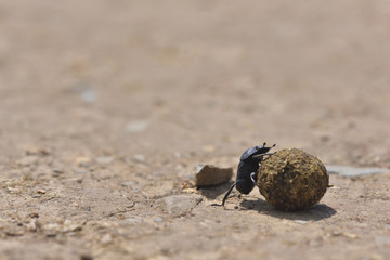 Dung beetles roll a dung ball