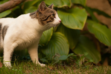 Cat in garden