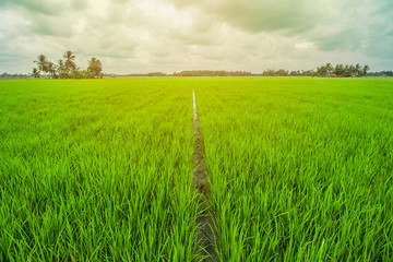 Beautiful Rice Field and Cloudy Sky 