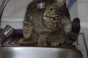 Cat drinking and playing with water from faucet