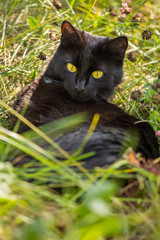 Beautiful black cat lie and relax in green grass outdoors in nature