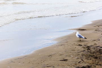 Seagull on Beach