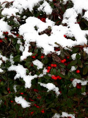 Verschneiter Busch