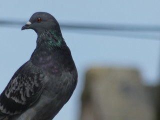 Pigeon Portrait