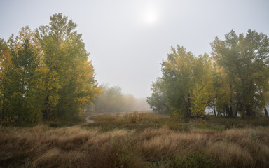 Autumn Forest Path in the Fog
