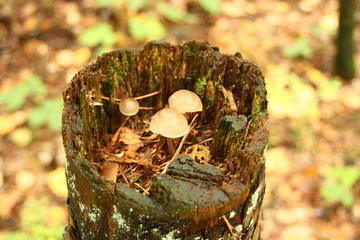 Many little mushrooms on a tree stump close-up