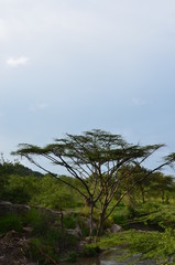 Obraz na płótnie Canvas The African landscape. Tanzania