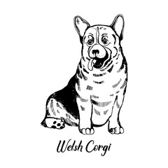 Hand drawn sketch style welsh corgi. Vector illustration isolated on white background.