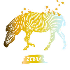 Hand drawn sketch of zebra. Vector illustration isolated on white background.