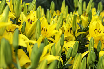 Yellow Day Lilies