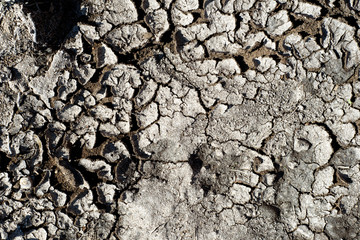 Cracked Dry Mud