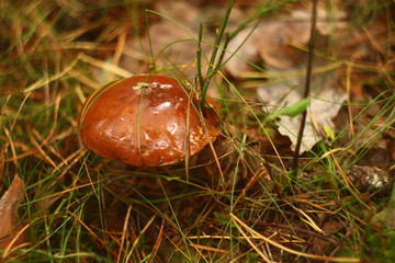 Wild mushroom in the grass