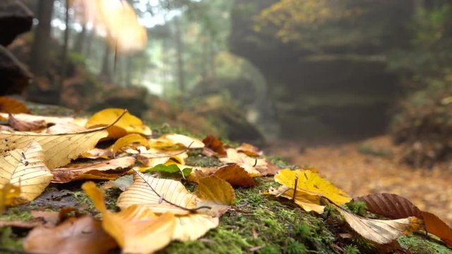 CLOSE UP DOF: Yellow turning autumn leaves falling on mossy rock in beautiful fall foliage autumn color mountain forest. Beech leaf dropping from beautiful colorful tree during autumn season in woods