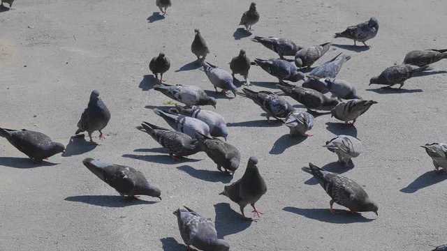 Flock of pigeons feeding on the town square.