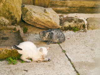 Siamese cat hunting a little gray mouse on a farm