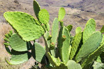 Bush of opuntia in wilderness