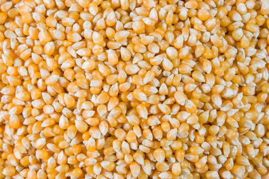 Corn,maize.