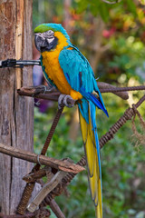 Beautiful Multicolored Parrot 