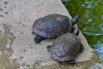 Two Turtles On The Edge 