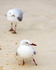 Seagulls On Beach