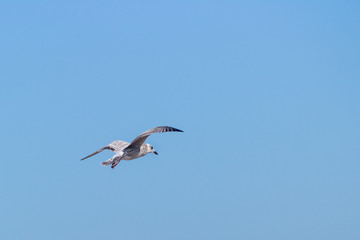 Soaring Herring Gull Flying in Empty Blue Sky for Copy-Space