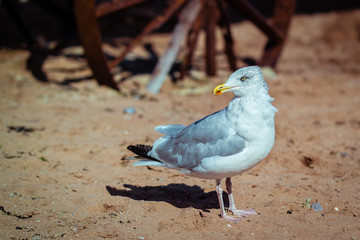 Adult Herring Seagull on Sandy Beach with Rusty Wheel Backdrop