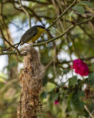 Yellow and black bird on nest with bush and roses blurred in background