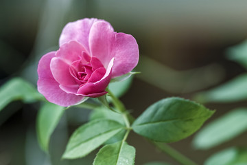 Fototapeta premium Rose bud flower close up photo