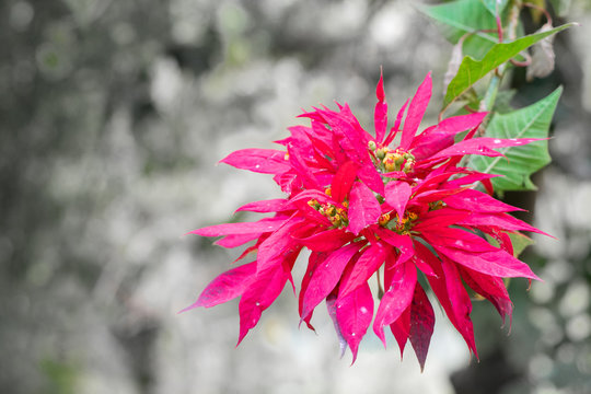 Red flower found in San Salvador Volcano