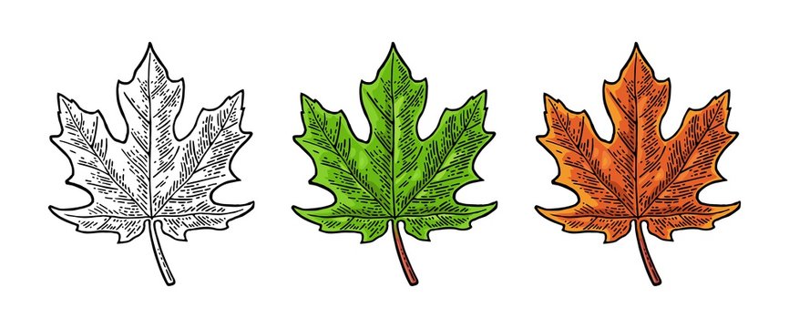 Maple green and orange leaf. Vector vintage color engraving