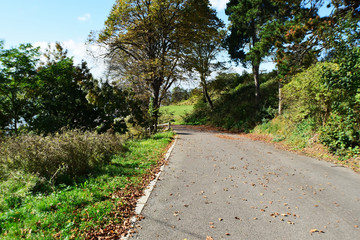 Path In The Nature