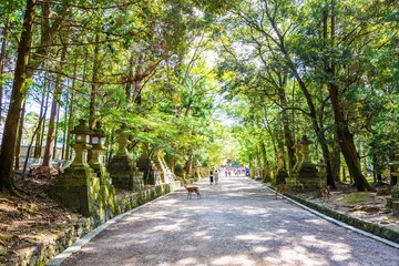 奈良 春日大社の参道