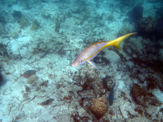 Yellow Tail