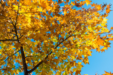 Beautiful autumn forest with yellow and red trees at sunset