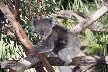 Fototapeta premium koala and her joey