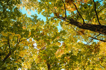 Beautiful autumn forest with yellow and red trees at sunset