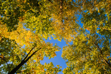 Beautiful autumn forest with yellow and red trees at sunset