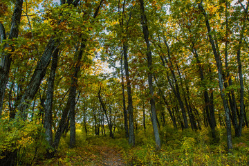 Beautiful autumn forest with yellow and red trees at sunset