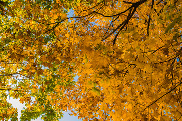 Beautiful autumn forest with yellow and red trees at sunset
