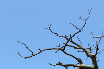 Silhouette of bare tree branches against a vivid blue sky, horizontal aspect
