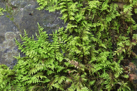 Green ferns and moss growing across a dark grey rock face, horizontal aspect
