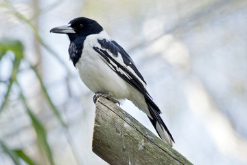 pied butcher bird