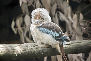 blue winged kookaburra