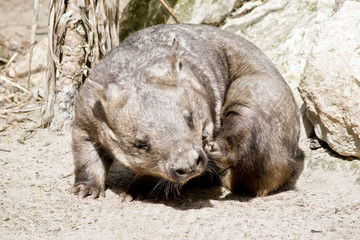 hairy nosed wombat