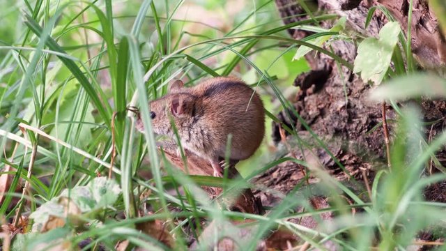 Small cute fluffy gray harvest mouse sitting in green grass at root of old tree in field. Summer evening. Mouse quickly hiding in her hole